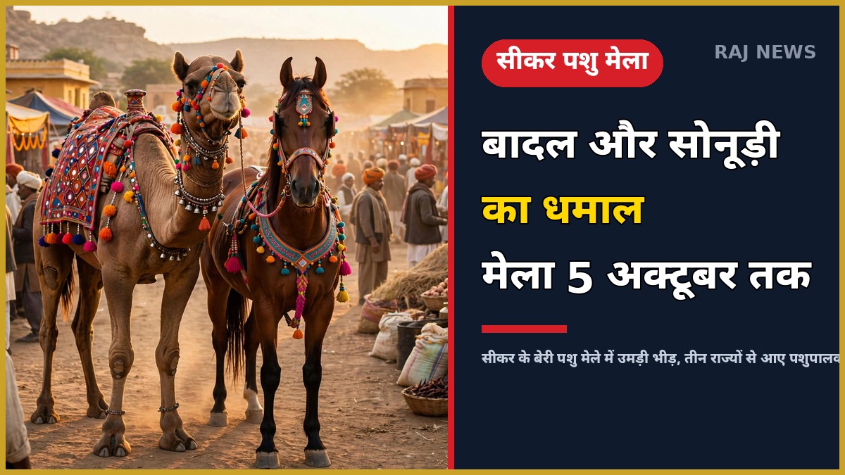 बेरी पशु मेला सीकर 2026 ऊंट बादल घोड़ी सोनूड़ी