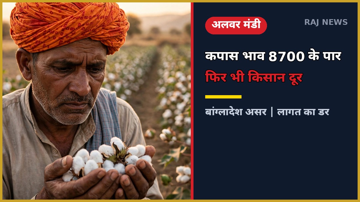 अलवर मंडी में कपास का भाव 8700 रुपये प्रति क्विंटल — हाथों में कपास के फूल लिए किसान