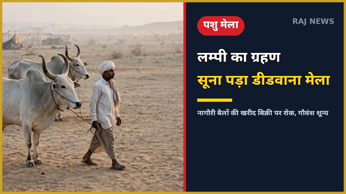 डीडवाना पशु मेले में लम्पी बीमारी के कारण सूना मैदान — नागौरी बैल और पगड़ीधारी व्यापारी