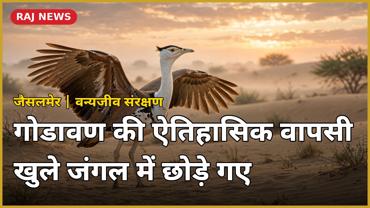 जैसलमेर के डेजर्ट नेशनल पार्क में खुले जंगल में छोड़े गए राज्य पक्षी गोडावण