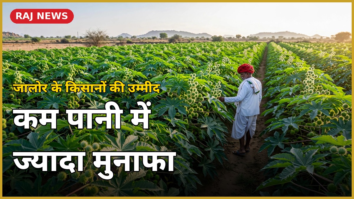जालोर में अरंडी की खेती करते किसान — कम पानी में फायदे की फसल