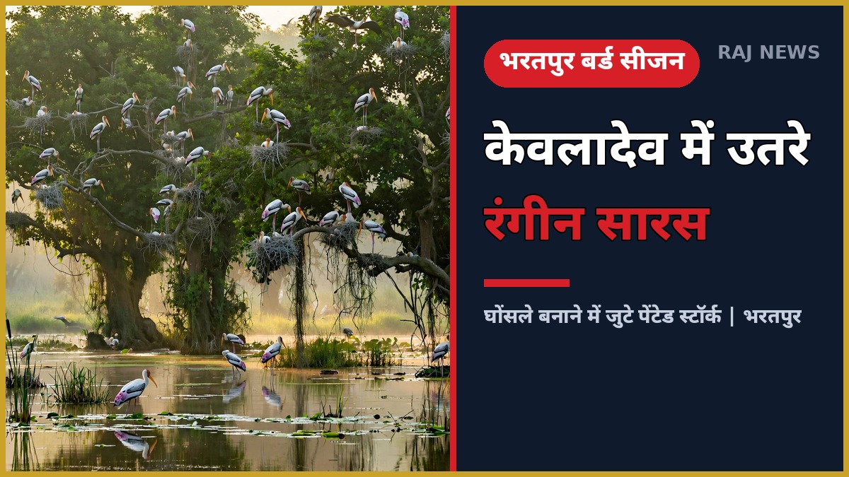 भरतपुर के केवलादेव नेशनल पार्क में पेड़ों पर घोंसले बनाते पेंटेड स्टॉर्क