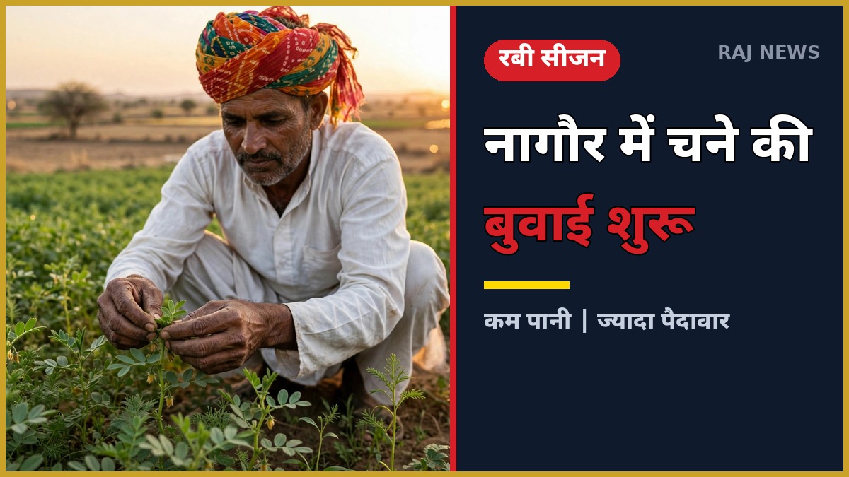 नागौर में चने की बुवाई करते किसान — रबी सीजन 2026