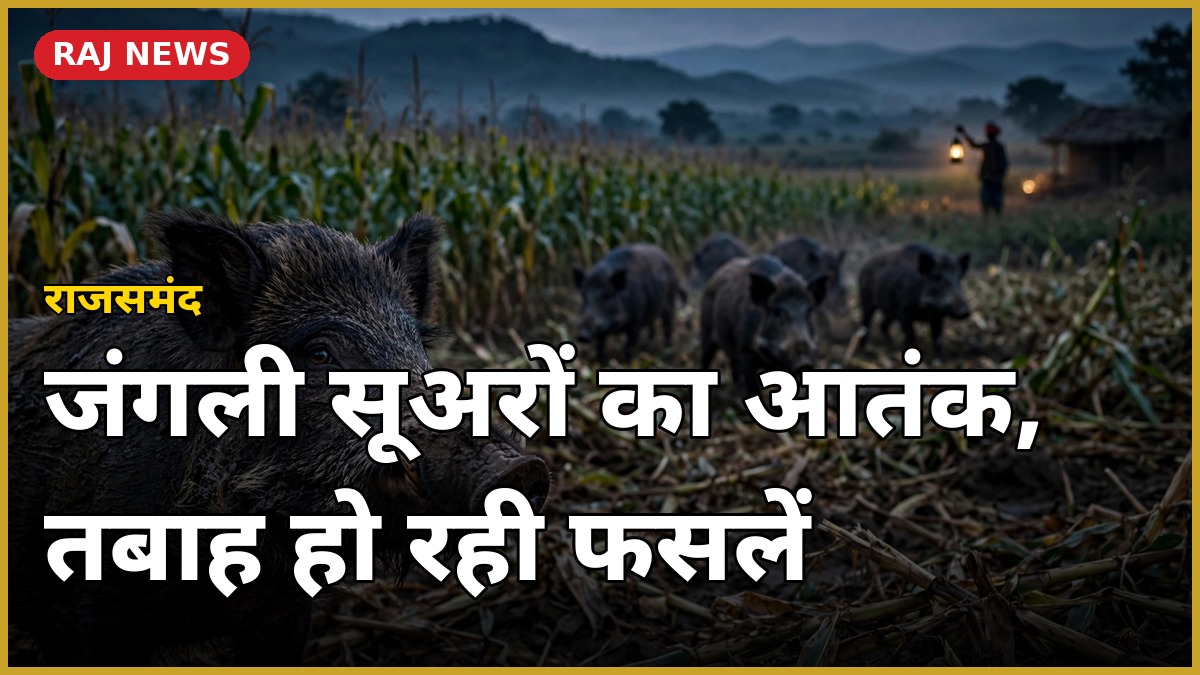 राजसमंद के कानावास में जंगली सूअरों से तबाह मक्का की फसल, लालटेन लिए किसान रात में खेत के पास