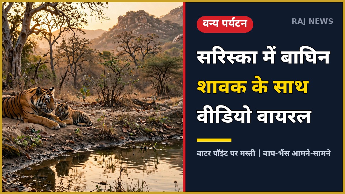 सरिस्का टाइगर रिजर्व में वाटर पॉइंट पर बाघिन अपने शावक के साथ