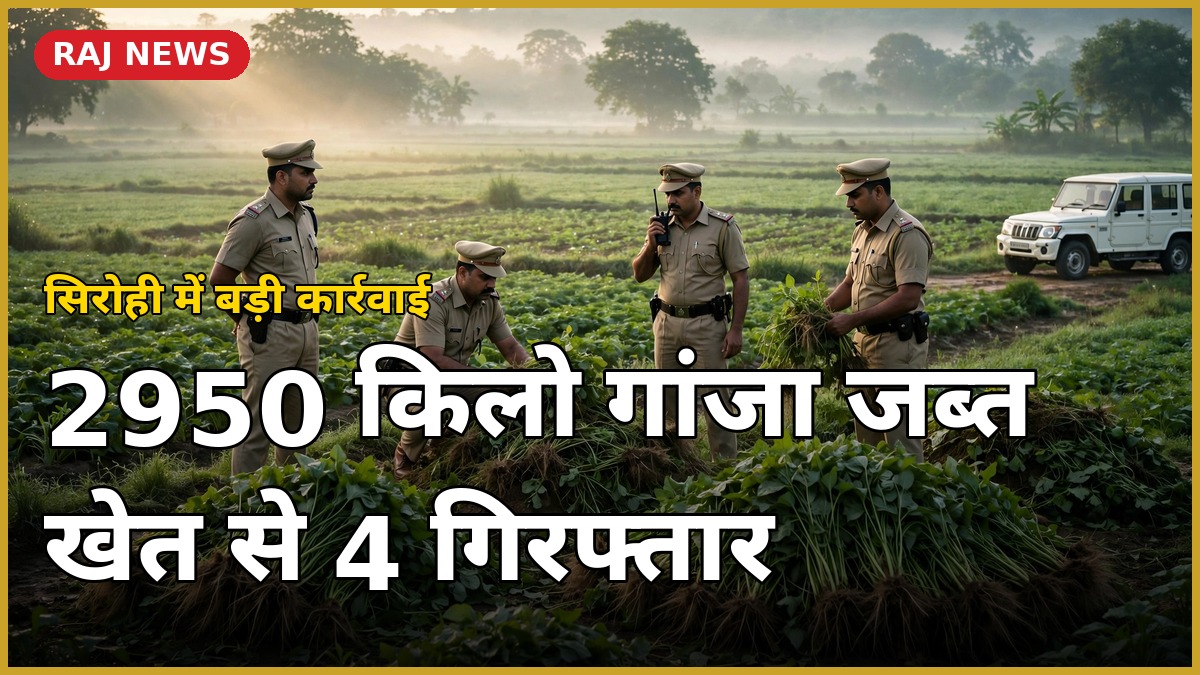 सिरोही गांजा कार्रवाई — 2950 किलो पौधे जब्त, 4 गिरफ्तार