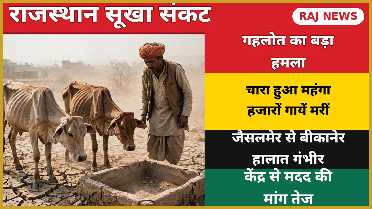 राजस्थान सूखा संकट — सूखी धरती पर दुबली गायें और चिंतित पशुपालक, गहलोत ने सरकार पर हमला बोला