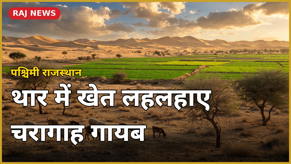 थार चरागाह संकट: नहरी पानी से हरे खेत और चरते पशुओं वाला शुष्क चरागाह